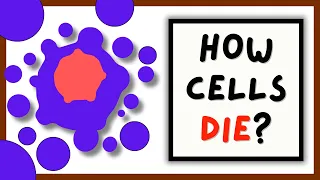 Cell Death: Apoptosis vs Necrosis