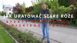 Jak uratować przemarznięte róże. Zobacz jakie efekty daje wczesne i niskie cięcie po ostrej zimie.