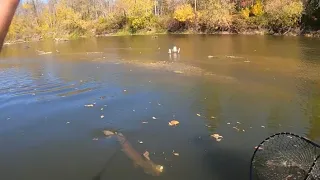 Big Fall Minnesota Musky