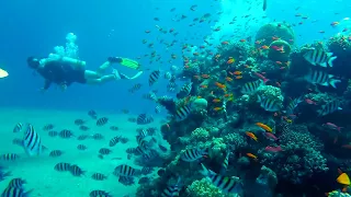 Israel || EILAT || Red Sea Diving