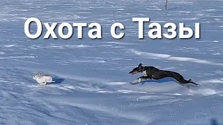 охота на зайца. охота с Тазы. тазымен аңшылық. қоянға аңшылық