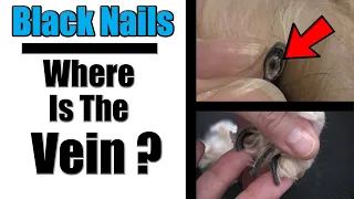 How To Cut Black Dog Nails | Locating The Vein