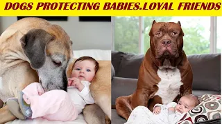 Dogs Protecting Babies – Watch How They Do It. Because They Are Best Friends - Protection Dogs