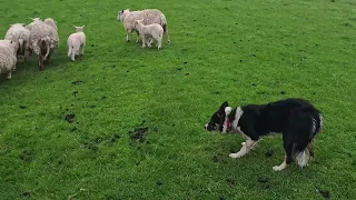 Sheepdog Training ... Something I don't normally ask a dog to do ...!!