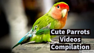 Cute Parrots Videos Compilation cute moment of the animals