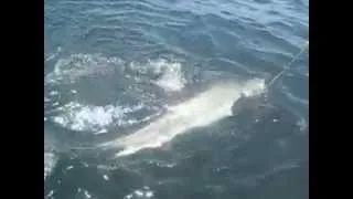 Great white shark at the surface, recorded of Cape Town, South Africa