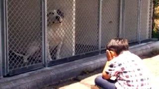 6-Year-Old Boy With Autism Doesn’t Want Shelter Dogs To Feel Lonely, Begins Reading To Them