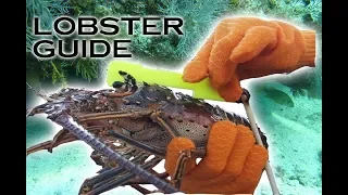 Florida Keys Lobster Catching Guide