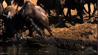 A crocodile tries to eat when the wildebeest swims in the water