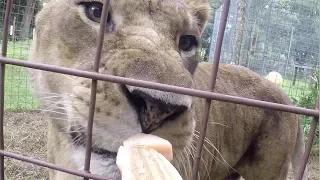 BIG Cats Getting Snacks In Slo Mo