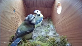 30th April 2021 - Incubation Day 3 - Blue tit nest box live camera highlights