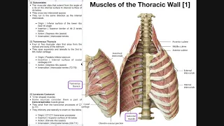 Muscles of the Thoracic Wall