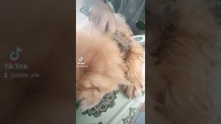 chow chow grooming