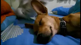 Cat Slaps Sleeping  Dog for 10 Minutes