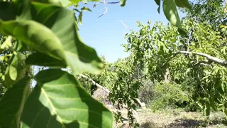 12 haziranda cevize çiçeklenme devam ediyor