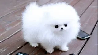 Cute Pomeranian Puppies Doing Funny Things #3 | Cute and Funny Dogs