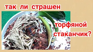 Торфяной стаканчик 5 лет в субстрате с  орхидеей. Фаленопсис  пересадка и омоложение.