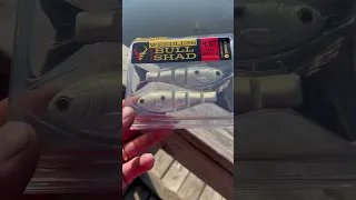 Mike Bucca and Catch Co. Weedless Bull Shad swim baits-