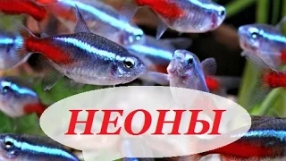 Aquarium fish neon. The contents of neon, breeding, care, compatibility.