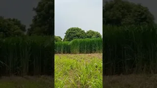 4G Bullet Super Napier grass stems for Dairy farms in Tamil Nadu / 4G Bullet Super Napier grass