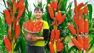 Harvesting Sweet Corn Go To Market Sell - Forest Fruit - Wild Banana | Phuong Daily Harvesting