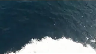 Dolphins swimming in front of Ship 🐬🚢