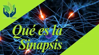 La Sinapsis: explicación y ejemplos