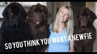 So You Think You Want a Newfie?
