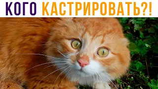 А тут никого не-е-ет!))) Приколы с котами | Мемозг 651
