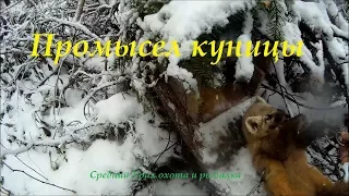 Охота на куницу капканами. Капканный промысел. Hunting for marten with traps. Trapped fishing.