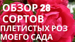 Обзор 28 сортов плетистых роз моего сада.