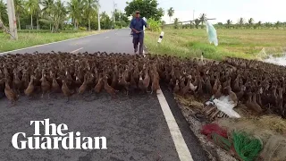 Thai farmers turn to ducks to maintain rice fields