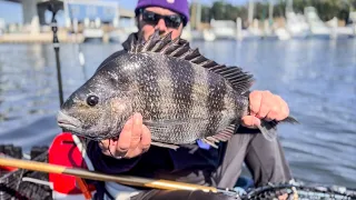 Big Sheepshead on a Small Bridge in Pensacola Florida