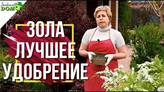 Лучшее удобрение ✔️ Как Использовать Золу В Саду 🍅 Советы от  Garden zoo интернет магазин