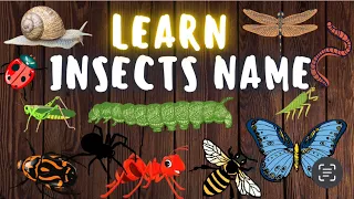 Learn Insects Name in English| 20 Insects name in English with spelling and live examples for kids