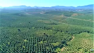 La Tierra del Oro Verde, Jaén