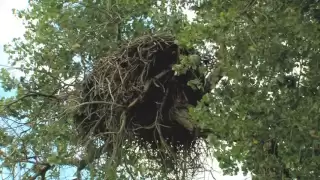 Eagle Nest Reborn