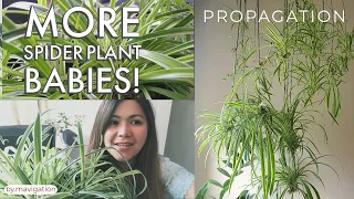 Spider Plant Care and Propagation l More Babies!!