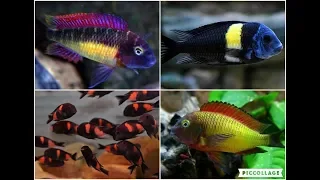 My Top 10 Tropheus -The Best Of Lake Tanganyika