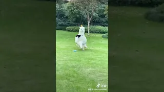 Awkward running cute alpaca