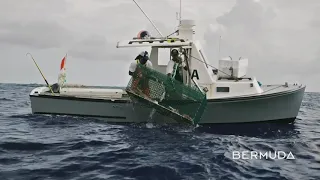 Delvin Bean: Lobster Fishing | Go To Bermuda