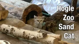 Sand Cat at Hogle Zoo