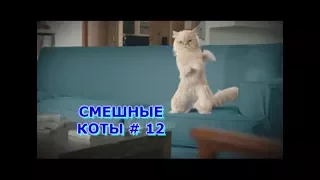 Приколы с кошками и котами #12. Подборка смешных и интересных видео с котиками и кошечками 2017