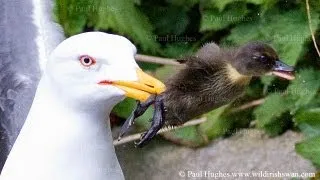 When a gull dines it eats small prey whole and a duckling is the right kind of animal prey to hunt🦅