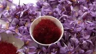 Saffron production in Kosovo (with subtitles)