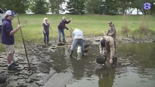 How to dispose of Goldfish