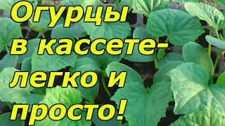 Кассетная технология выращивания  огурцов-легче не придумаешь!