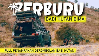 Berburu Hama Babi Hutan di BIMA NTB | FULL Gerombolan Dan Rombongan