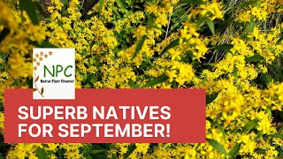 The best native plants for your garden in September!