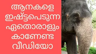 Elephant Rehabilitation Centre Kappukadu Kottoor / Tourist Places in Trivandrum / Places to Visit